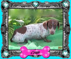 Here at country dachshund kennel we take pride in offering beautiful, quality miniature dachshund puppies for sale. Darlin Dachshunds Texas Akcckc Miniature Dachshund Puppies For Sale In Texasmini Dachshund