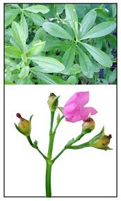 Talinum Jewels Of Opar Talinum Paniculatum Philippine Medicinal Herbs Philippine Alternative Medicine Medicinal Herbs Medicinal Plants Herbs