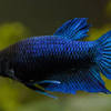 Can betta fish live with other fish? Https Encrypted Tbn0 Gstatic Com Images Q Tbn And9gcqj4xrbrlyx5f26mh6pfvf81mzynijg6y2rdb 9rsuam0taecka Usqp Cau