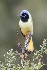 pin on god s winged beauties