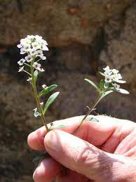 Pin On Alyssum Maritimum
