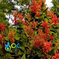 Image result for Triplaris americana