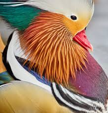 What does a mandarin duck look like? Images Unsplash Com Photo 1611934530217 3ab1035