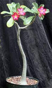 Adenium Desert Rose Species List 9 Most Popular Rare Varieties Adenium Desert Rose Plant Desert Rose