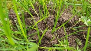 Maybe you would like to learn more about one of these? How To Kill Ants In Your Lawn Remove Ant Hills Prevent Them Returning