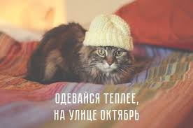 citaty i kartinki pro osen koshki koshki i kotyata samye milye zhivotnye