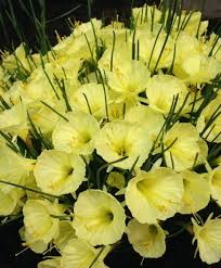 Narcissus Romieuxii Julia Jane Bulb Flowers Narcissus Beautiful Flowers