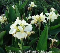 When grown like this, as annuals, a canna lily not blooming could be a sign that the rhizome was planted too deep. Canna Lilies