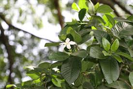Image result for Gardenia resinifera