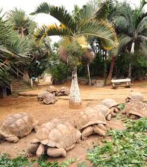 When God Created The Paradise He Thought Of Mauritius Mauritius Travel Mauritius Holiday Mauritius Island