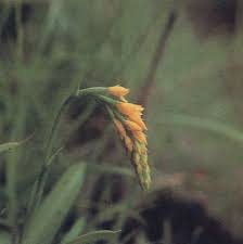 Image result for Schizochilus sulphureus