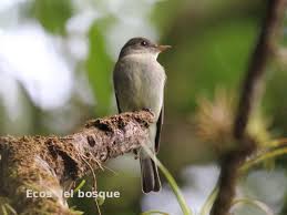 Image result for Contopus virens