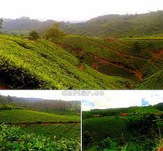 Jan 14, 2021 · nomor hp pengelola kebun teh cipasung majalengka.cipasung merupakan desa terujung yang berbatasan kabupaten ciamis. Kebun Teh Cipasung Lemahsugih Daftar Co