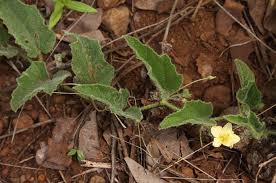 Image result for Cucumis kalahariensis