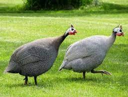 Api stands for application programming interface. Kelebihan Dan Keunikan Menternak Ayam Mutiara Sentiasa Panas