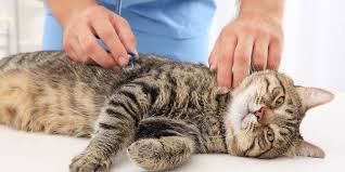 Anesthesia and surgery monitor your pet for any signs of abnormal recovery from anesthesia and/or surgery. What To Do Before And After Your Pet Is Spayed Or Neutered Vetericyn Animal Wellness