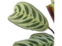 Image result for Ktenante Ctenanthe