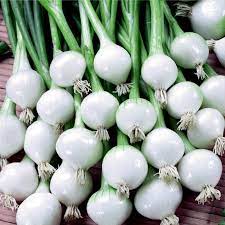 The onions are best used in skewers, pickles and as spring vegetables with peas. Onion Seeds Barletta Silverskin Cena 1 75