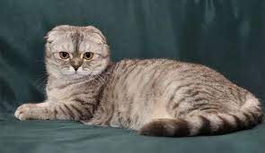 pin by jeanne marnen on cats cats cats and kittens munchkin cat