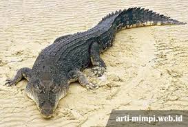 Di sisi lain, mimpi buaya juga bisa menjadi pertanda baik yang patut anda syukuri. Arti Mimpi Dikejar Buaya Adalah Pertanda Buruk Ini Ulasannya