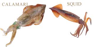 Did You Know That Squid And Calamari Are Different Obie S Out Of Bounds