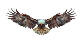 Black And White Flying Eagle Tattoo Painted A Flying Eagle On A White Background Front Art Flying Eagle On A White Ad Eagle Flying Painted In 2020 Eagle Images Eagle Chest Tattoo Eagle Drawing