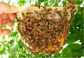 Buy queen bees online today. Sublethal Effects Of Clothianidin And Nosema Spp On The Longevity And Foraging Activity Of Free Flying Honey Bees Springerlink