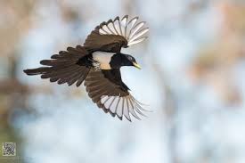 Birds Of A Feather Movie 2020 Tumblr Is A Place To Express Yourself Discover Yourself And Bond Over The Stuff You Love It S Where Your Interests Connect Yo In 2020 Bird Feathers Birds Rare Birds