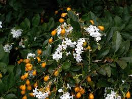 Image result for Dolichandrone alba