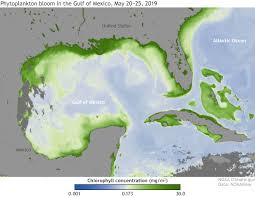 Wet Spring Linked To Forecast For Big Gulf Of Mexico Dead