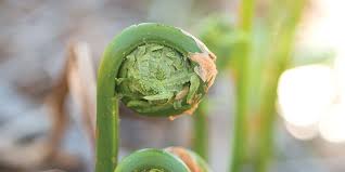We did not find results for: Picking Fiddleheads In Maine Down East Magazine