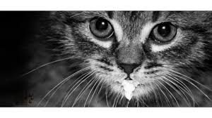Give kitty a place to get some solo time as well as a toy on which she can climb, scratch and play to her. Petsmart Canada Bogo 50 Off Cat Scratchers