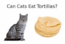 Bbq chips often incorporate onion and/or garlic that are the two very undesirable for cats (poisonous, reasons anemia). Can Cats Eat Tortillas All You Need To Know All About Pets