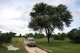 Image result for Acacia exuvialis