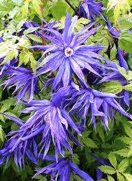 Blooms from june through july. Clematis Online Kaufen Clematis Shop Der Baumschule W Kruse