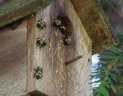 Bumble bees nest in small colonies often in the ground while carpenter bees are solitary and build their nests in wood, sometimes causing minor damage. Bumble Bees Missouri Department Of Conservation