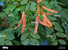 Image result for Robinia