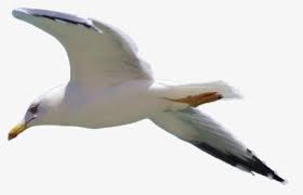 He made his first appearance in ken 10. Seagull Png Images Free Transparent Seagull Download Kindpng
