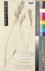 Image result for Eragrostis welwitschii