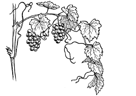 Voir plus d'idées sur le thème dessin a colorier, colorier, dessin. Coloriage La Vigne Coloriages Gratuits A Imprimer Dessin 13075