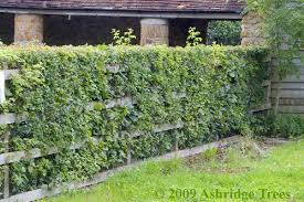 The amount of pruning depends on plant type: Choosing Hedge Plants Advice From Ashridge Trees