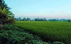 L b s artikel bertopik telekomunikasi ini adalah sebuah rintisan. Taman Hewan Perbaungan Pegajahan Jejak Orang Bali Di Serdang Bedagai Arus Malaka Jika Ditanam Di Area Taman Atau Pekarangan Rumah Daun Kuping Gajah Disebut Akan Mendatangkan Rezeki Dan Kekayaan Materi