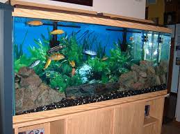 We did not find results for: 18 Aquarium Ideas Aquarium Fish Tank 200 Gallon Fish Tank