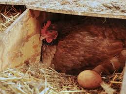 A hen, if she's got the breeding for it and if the time of the year is right and if the weather conditions are right and if she undergoes a hormonal shift, will choose to sit on eggs. Tips On Handling A Broody Hen
