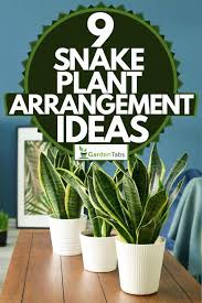 What are the biggest types of snakes? 9 Snake Plant Arrangement Ideas Garden Tabs
