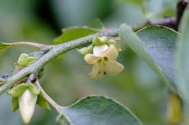 Image result for Diospyros squarrosa