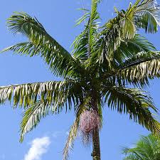 Image result for Archontophoenix cunninghamiana