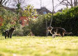 Find out why following some widely held beliefs can harm your cat. How To Keep Cats Out Of Your Yard Bob Vila