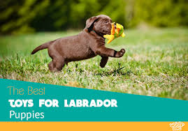 Follow our ig page (@lab.puppies) and tag #labpuppies for your chance to be featured! Best Toys For Labrador Puppies That Are Actually Fun