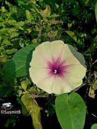 Flower Of Kalmi Saag Ipomoea Aquatica Ipomoea Aquatica Flowers Saag